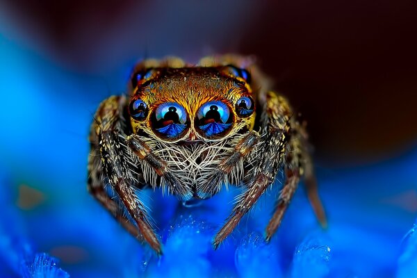 Fotografía macro de una araña sobre un fondo azul