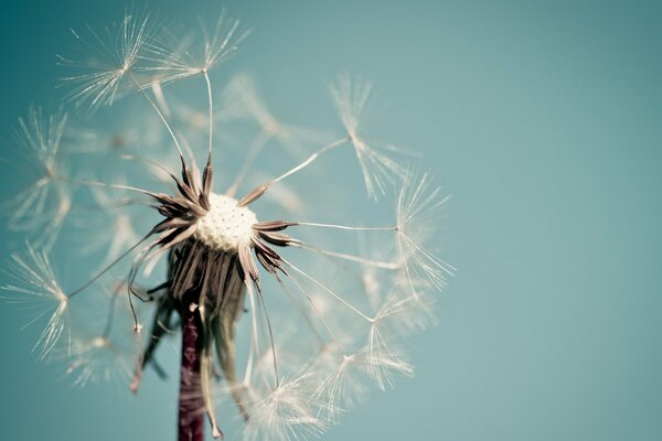 Fotografía macro granangular del diente de León