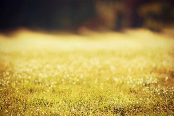 Dew drops on the carpet in the sun