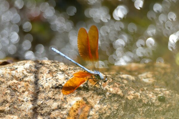 Libelle mit orangefarbenen Flügeln auf Stein