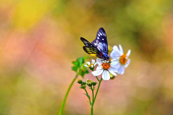 Schmetterling sitzt auf Gänseblümchen in Makroaufnahmen