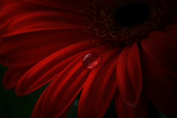 Flor roja con una gota de agua