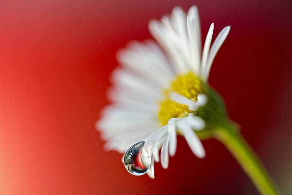 Photo de gros plan de gouttes. Camomille sur fond rouge