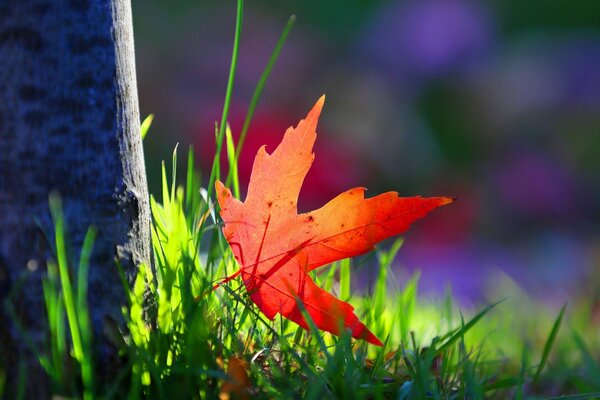 Red autumn leaf on a green meadow