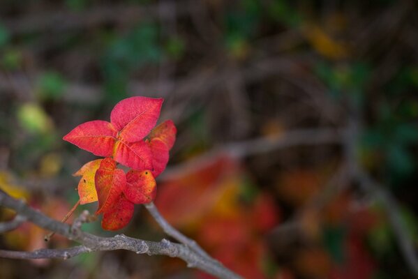 Autumn leaves on a branch like a red flower