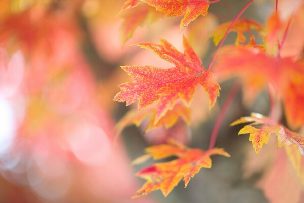 Herbstlaub orange funkelt