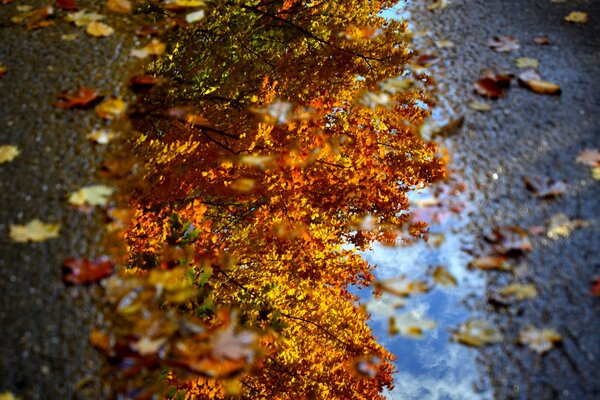 Herbstlaub mit Spiegelbild des Himmels in einer Pfütze