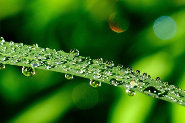 Gotas de agua en una hoja verde