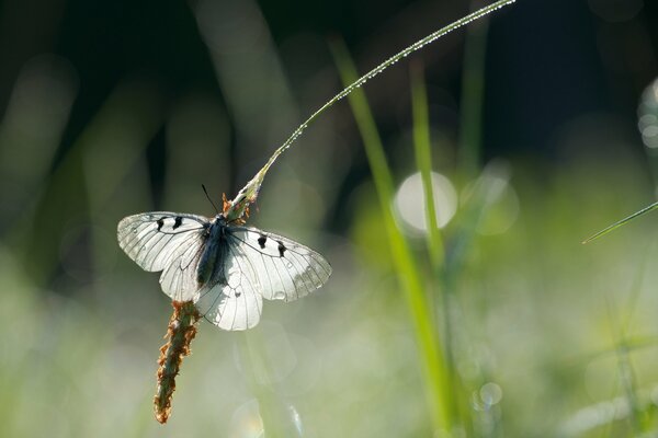 Papillon sur l épillet après la pluie