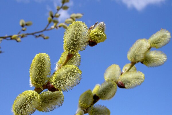 Der Frühling ist gekommen - die Weide ist aufgelöst