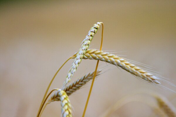 Beautiful plant yellow ear