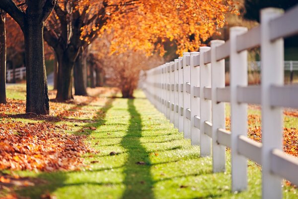 Green grass and fencing