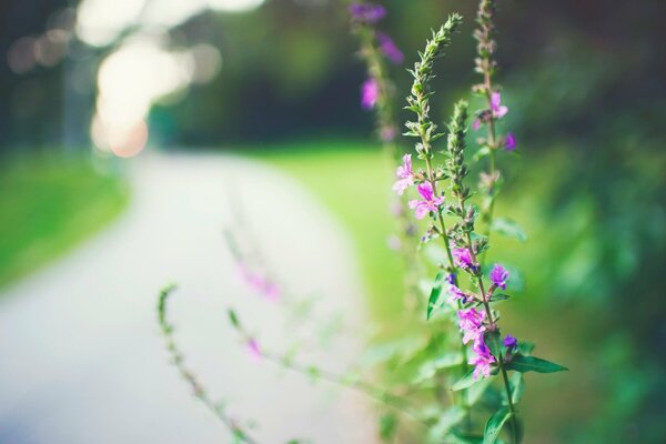 A lonely pink flower by the road