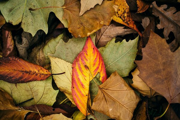 Gefallene Herbstblätter. Makrofotografie