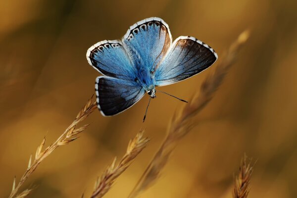 Bella farfalla blu su spiga di segale