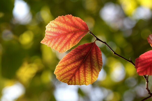 Herbstzweig der Hasel mit den letzten Blättern