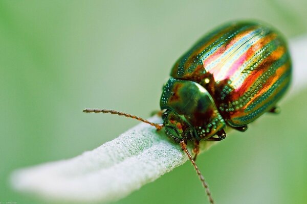 Lo scarabeo verde e dorato striscia su un filo d erba