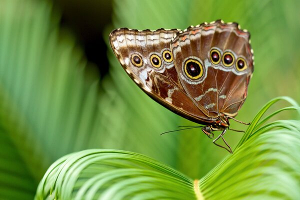 Danse inhabituelle d un papillon brun sur les feuilles incurvées d une plante