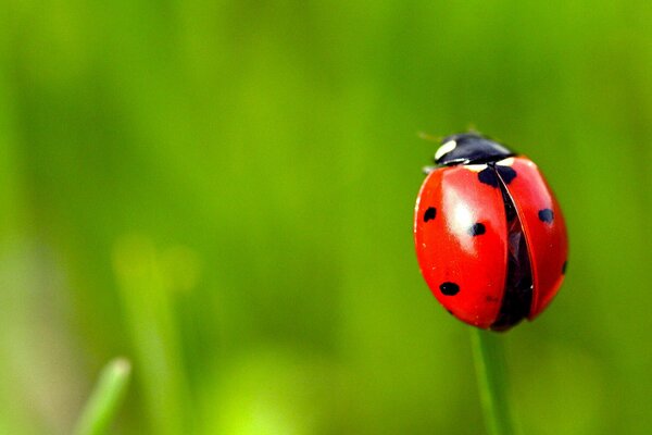 Coccinelle assise sur un brin d herbe