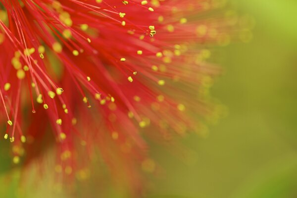 Red flower on a green background