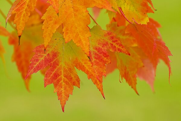 A branch of autumn leaves on the green