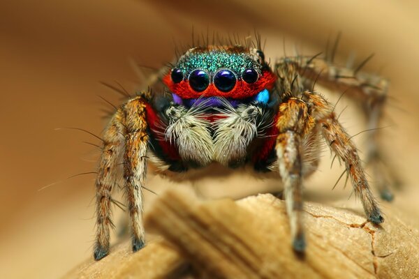 A bright spider on a beige background