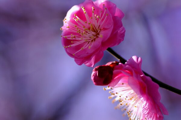 Ramita con flor rosa, capullo de flores carmesí