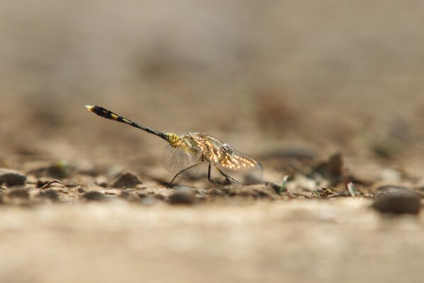 Photo of dragonflies with twins on their wings