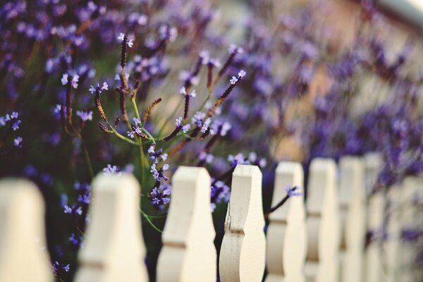 White fence and purple flowers