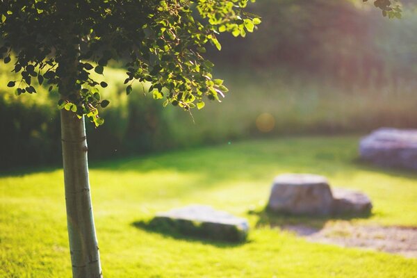 Title hierba verde y piedras con un árbol cerca