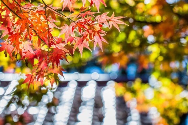 Rama de arce en colores de otoño