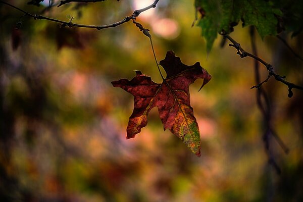 Foglia d autunno su un ramo di un albero