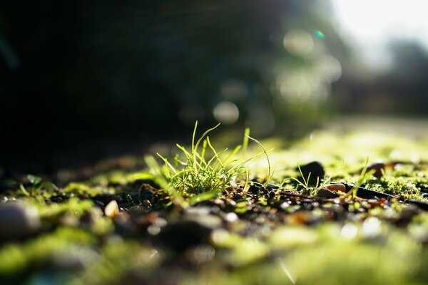 Green grass under the sun