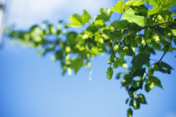 Cielo verde fondo hojas