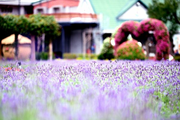 Césped de lavanda en frente de la casa