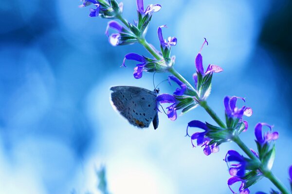 Butterfly on a cornflower flower in a blue background