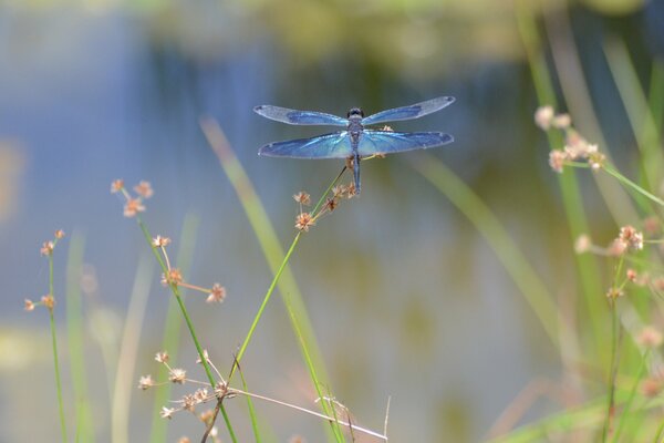 Blue dragonfly on plant leaves