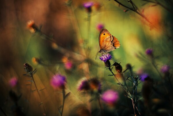 Papillon sur les plantes en fond coloré