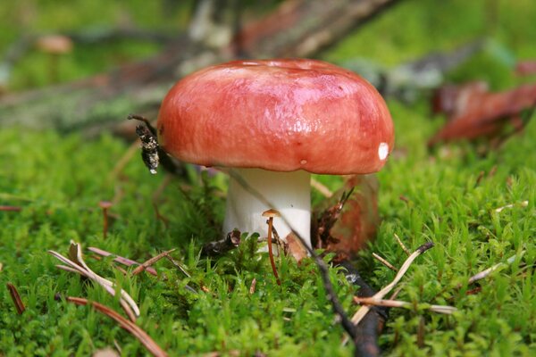 Macro photo of a mushroom in the forest. Moss