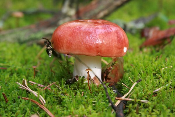 Foto macro di un fungo nella foresta. Muschio