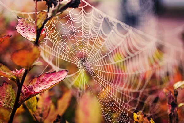 Autumn web after fog