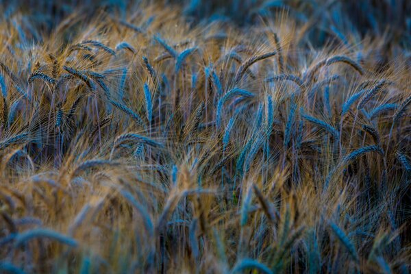 Grano nel bagliore blu