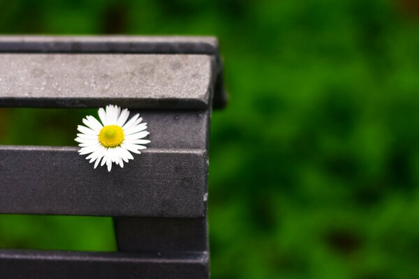 White daisy on the bench