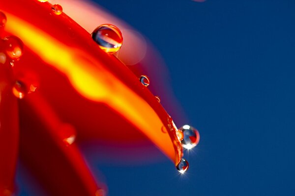 The radiance of a drop of water on an orange petal