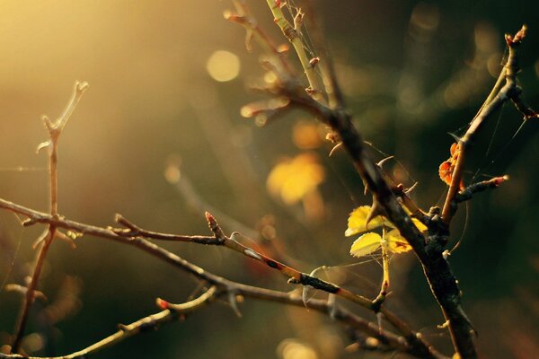 Branches d arbre dans une toile d araignée dans la lumière du soleil