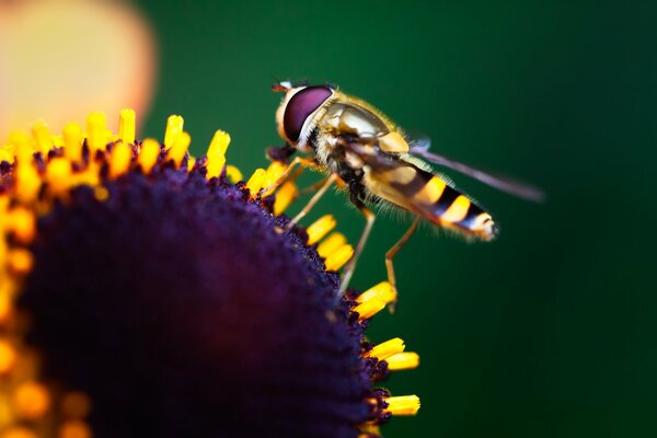 Macro shooting of an insect sitting on a flower