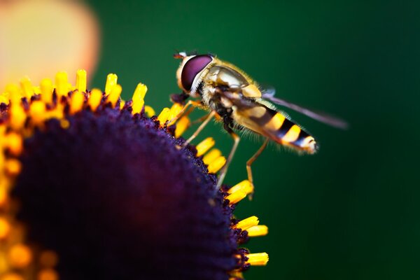 Gros plan de tir d un insecte assis sur une fleur