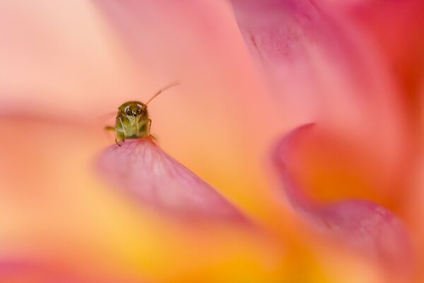 On a pink-orange petal, an insect with antennae and legs