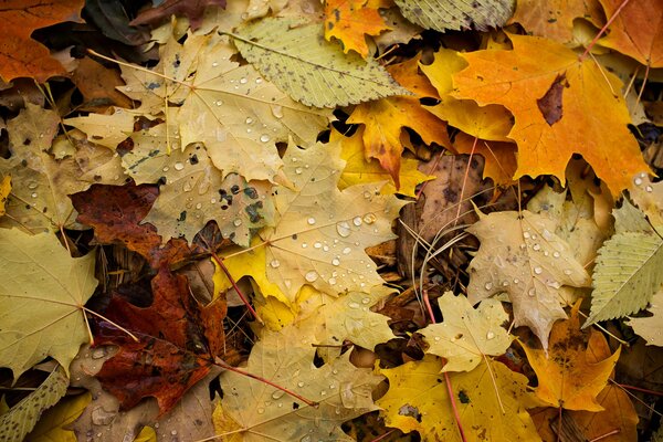 Pinturas macro de otoño