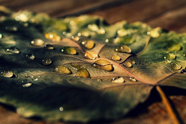 Erinnerung an den Regen: Auf dem gefallenen Blatt ist Wasser. Makrofotografie